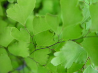 little green leaves